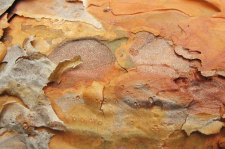 Bark pine top of the trunk. Background