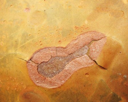 Bark pine top of the trunk. Backgroundの写真素材