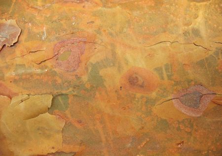 Bark pine top of the trunk. Background