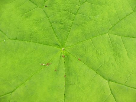 A  astilboides leaf  (Astilboides tabularis), the family Saxifragaceaeの写真素材