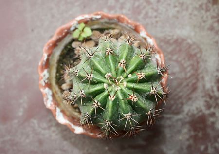 Ehinopsis Cactus (Echinopsis)