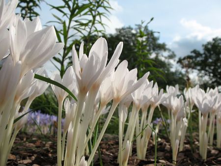 Colchicumの写真素材