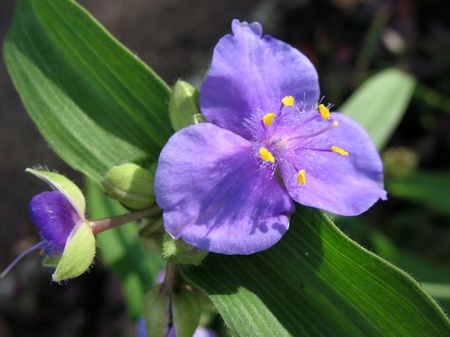Tradescantia virginian の写真素材