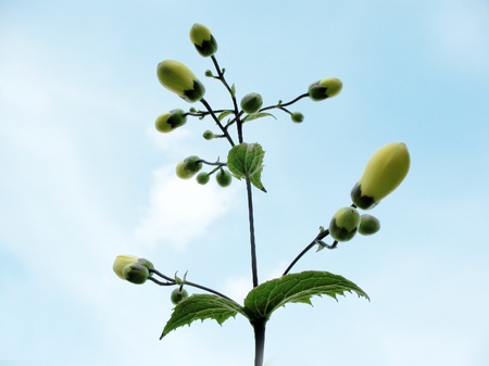 Kirengeshoma (Kirengeshoma palmata)の写真素材