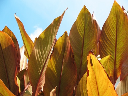 Leaves kordiliny shrub (Cordylina fruticosa) against the skyの写真素材