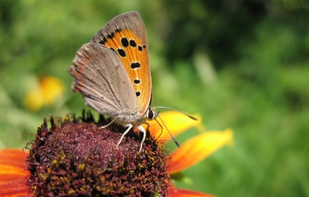 Butterfly Lycaena (Heodes) virgaureae on flower rudbeckiaの写真素材