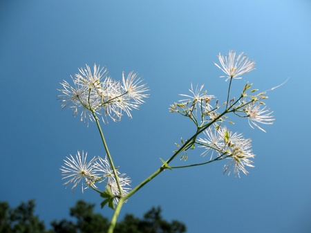Thalictrum aquilegifolium, family Ranunculaceae, against a blue skyの写真素材