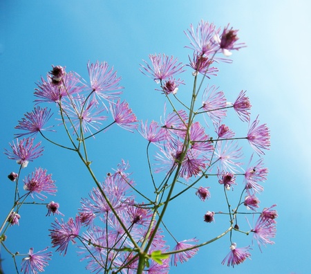 Thalictrum aquilegifolium, family Ranunculaceae, against a blue skyの写真素材