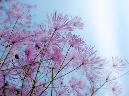 Thalictrum aquilegifolium, family Ranunculaceae, against a blue skyの写真素材