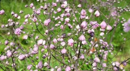 Buds meadow rue (Thalictrum aquilegifolium), family Ranunculaceaeの写真素材