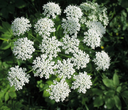 Goutweed Common (Aegopodium podagraria), Umbelliferae