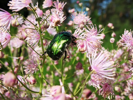 Cetonia aurata, scarab family (Scarabaeidae) の写真素材