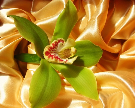 Blooming Orchid Cymbidium Sessa Green Beauty, family Orchidaceae  の写真素材