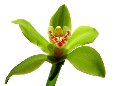 Blooming Orchid Cymbidium Sessa Green Beauty, family Orchidaceaeの写真素材