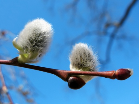 Buds of willow (Salix)