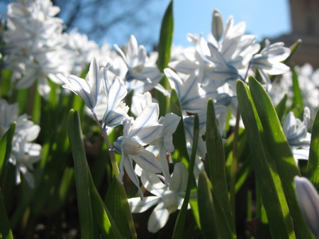 Puschkinia scilloidesの写真素材