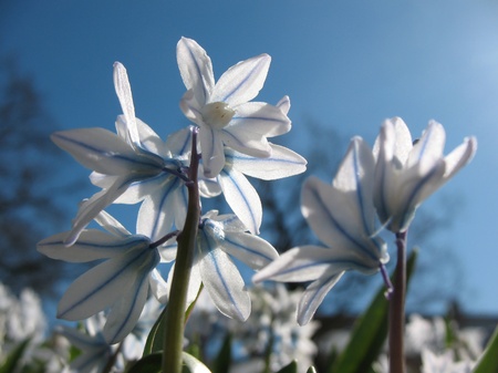 Puschkinia scilloidesの写真素材