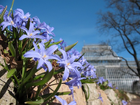 Chionodoxa, growing among the rocks の写真素材
