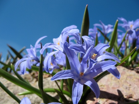 Chionodoxa, growing among rocksの写真素材