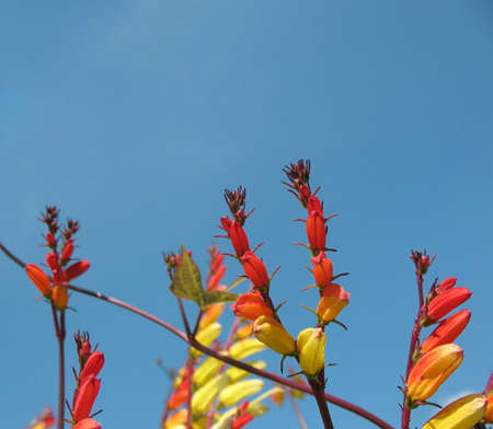 Quamoclit lobata, Mina lobata, Ipomoea versicolor, the family Convolvulaceaeの写真素材