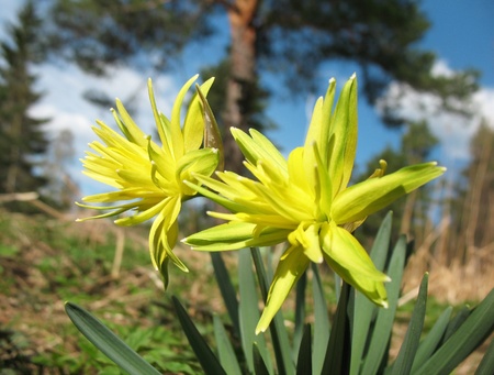 Narcissus, sort of の写真素材