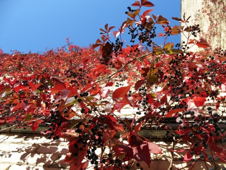 Quinata girlish grapes or grape Virginia (Parthenocissus quinquefolia) fallの写真素材