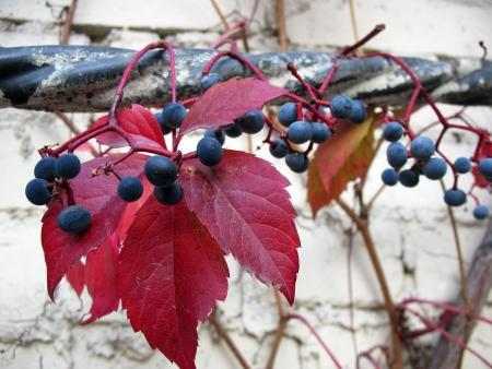 Quinata girlish grapes or grape Virginia (Parthenocissus quinquefolia) fallの写真素材