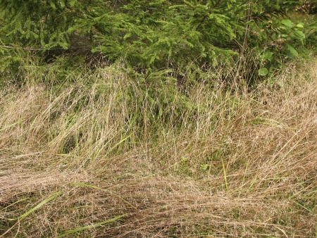 Grass Deschampsia flexuosa in the woodsの写真素材