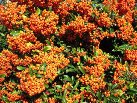 Bright red pyracantha (Pyracantha coccinea), the family Rosaceaeの写真素材