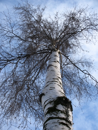 The trunk and branches of birch bottomの写真素材