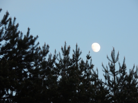 The tops of the pine trees on the background of the growing moonの写真素材