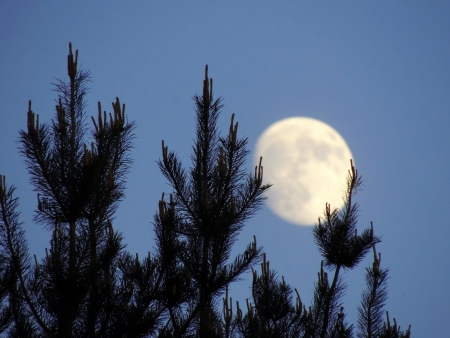 The tops of the pine trees on the background of the growing moonの写真素材