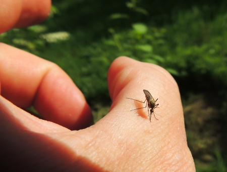 Bloodsucking mosquitoes  Culicidae  on a victimの写真素材