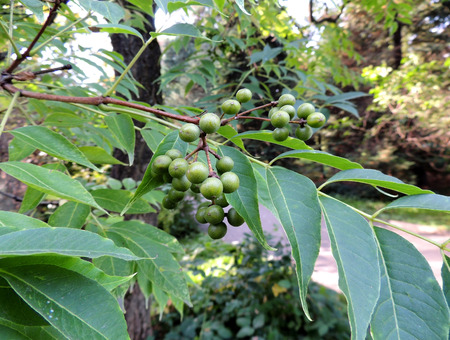 Foliage and green fruit Amur velvet Phellodendron amurense
