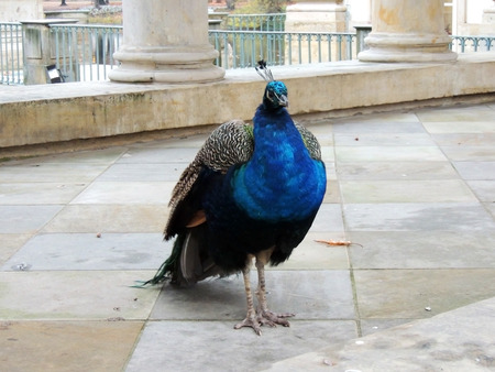 Common Peacock (Pavo cristatus)の写真素材