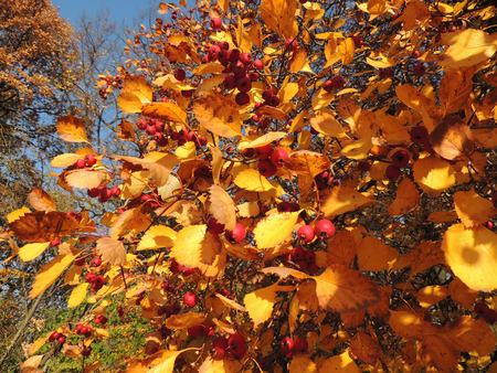 Fruits of prickly hawthorn (Crataegus oxyacantha) in yellow foliageの写真素材
