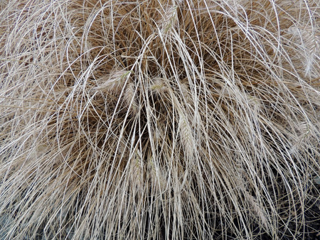 Dry bush Pennisetum foxtail, Pennisetum alopecuroidesの写真素材