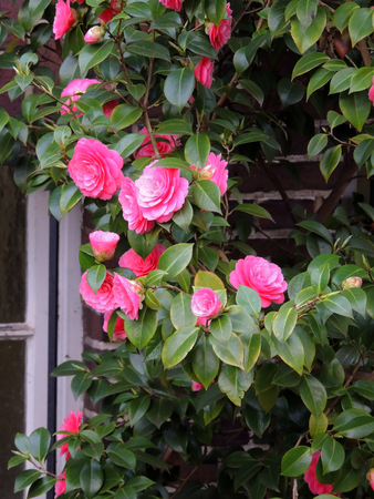 Camellia during flowering. Springの写真素材
