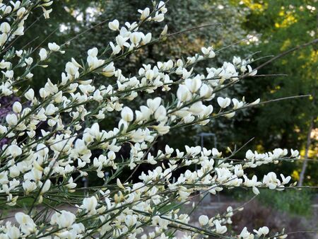 Early broom, Cytisus praecox Albus, during floweringの写真素材