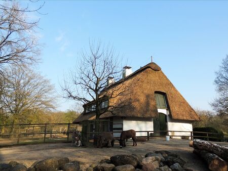 Donkeys, Equus asinus asinus, in aviary eating hayの写真素材