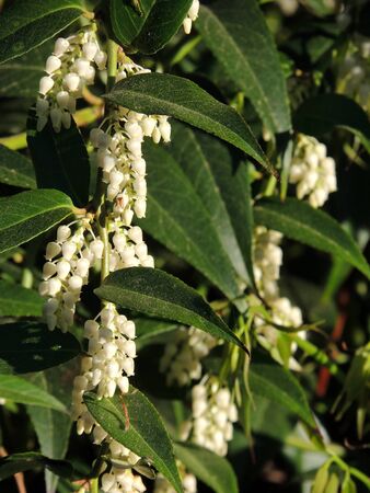 Pieris japonica during flowering. Springの写真素材