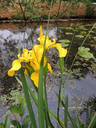 Yellow iris in spring during flowering