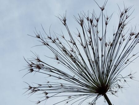 Papyrus sedge in spring during floweringの写真素材