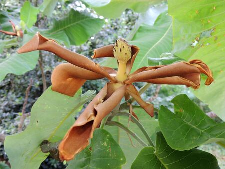 Wilted flower of bigleaf magnoliaの写真素材