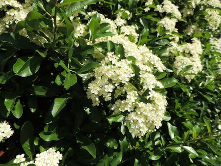 Lush flowering Pyracantha, family Rosaceaeの写真素材