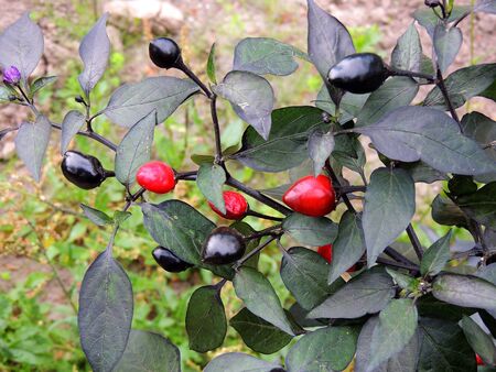 Annual decorative pepper with bright fruitsの写真素材