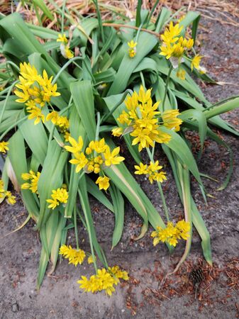 Golden Garlic or Lily Leek during floweringの写真素材