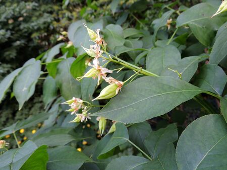 Green fruits of Colchis bladdernut. Springの写真素材
