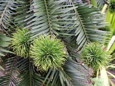 Young female cones of Wollemi Pinesの写真素材