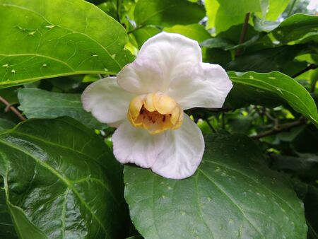 Sweetshrub or Chinese Calicanthus during flowering. Springの写真素材